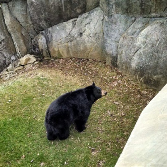 Grandfather Mountain Animal Habitat 3 Tips