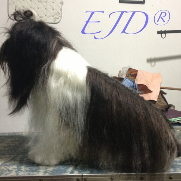 Alta Estética Canina EJD Pet Grooming EJD Zaragoza. 7 tips from