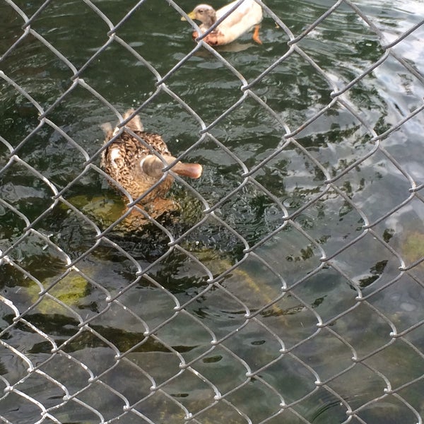 Asian seabass hatchery rearing