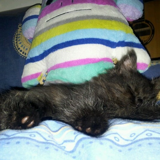 Photos at Klinik Haiwan u0026 Surgeri Dhillon - 19, Jln. Bukit 11/2