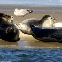 Seal Watching in the Winter with the Riverhead Foundation is so COOL ! bring the kids fun for the entire family ! couples too !