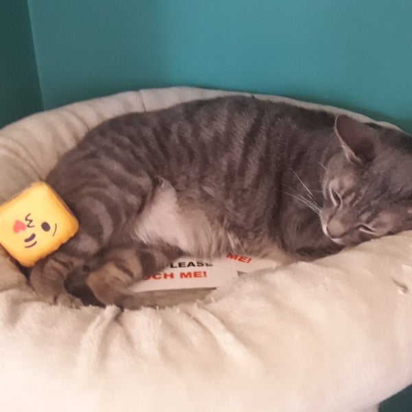 Crazy Cat Cafe Centrale 41 Tips From 769 Visitors