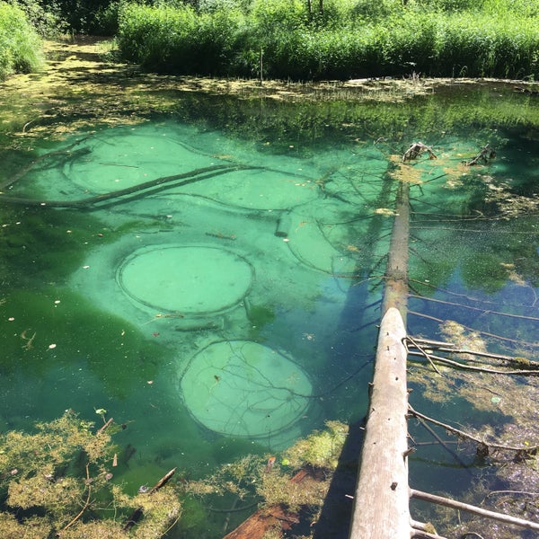 Blue Springs of Saula
