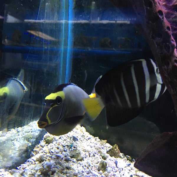 Fish Doctors Ypsilanti, MI