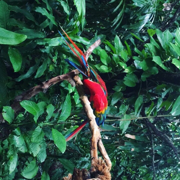 8/24/2017 tarihinde Iván C.ziyaretçi tarafından Jungle Island'de çekilen fotoğraf