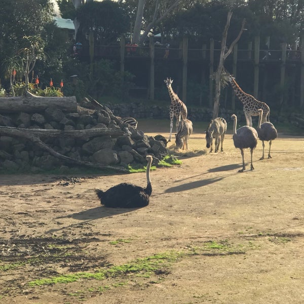 Foto scattata a Auckland Zoo da Cindy H. il 5/21/2018