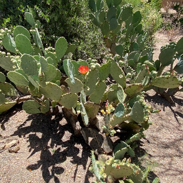 Foto tomada en Desert Botanical Garden  por Terri E. el 6/1/2023