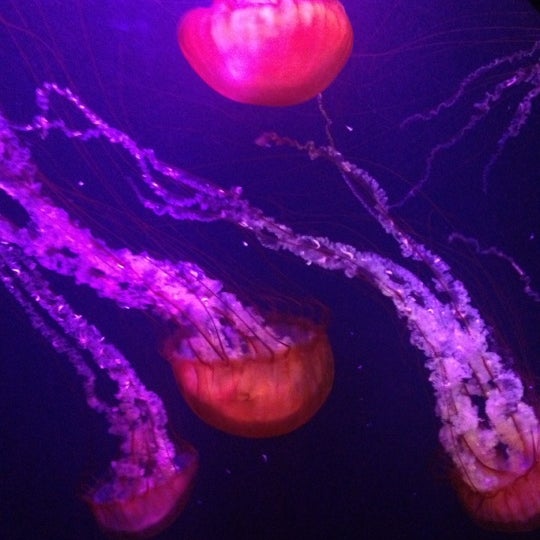 Foto tirada no(a) Sea Life Aquarium por Vanessa P. em 11/4/2012