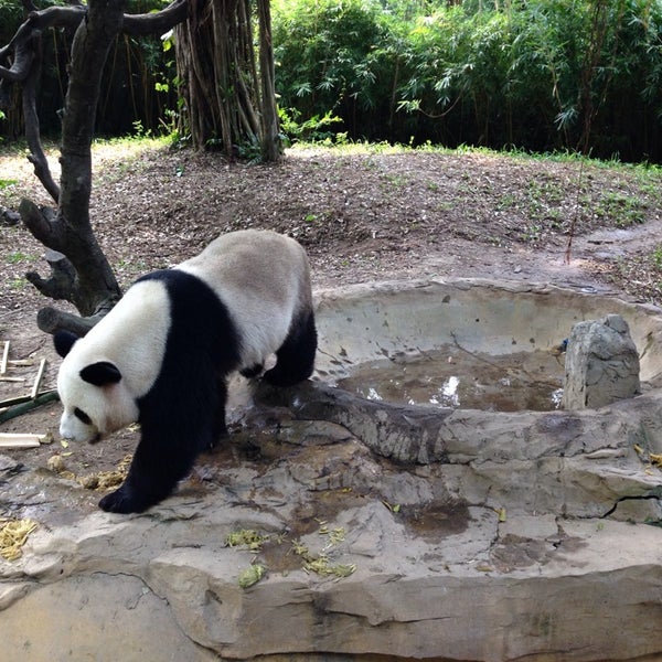 панда ветеринарная клиника. панда центр вологда. панда батайск детский центр. панда центр вологда. Panda lounge bar.
