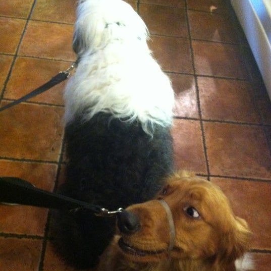 broad ripple dog bakery