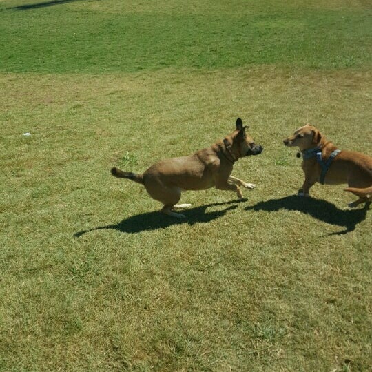 Photos at Tempe Sports Complex Dog Park 8401 S Hardy Dr.