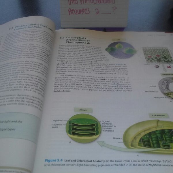 Barnes & Noble Mentor, OH