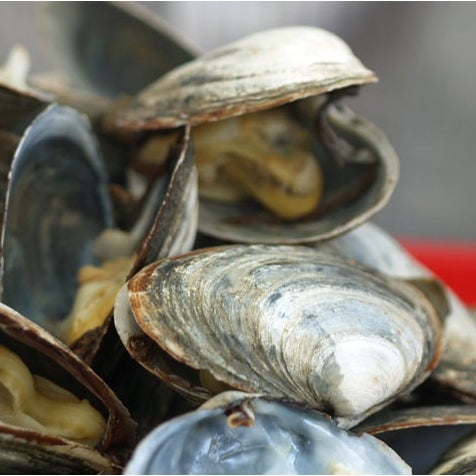 Steamers and Mussels make great #appetizers to your #lobsterdinner! ?https://goo.gl/7J3McW