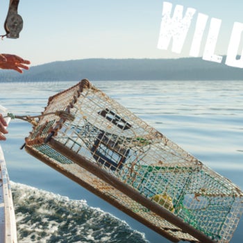 What does Wild Caught mean?  https://goo.gl/ovxJZ3  Click the link for more information!