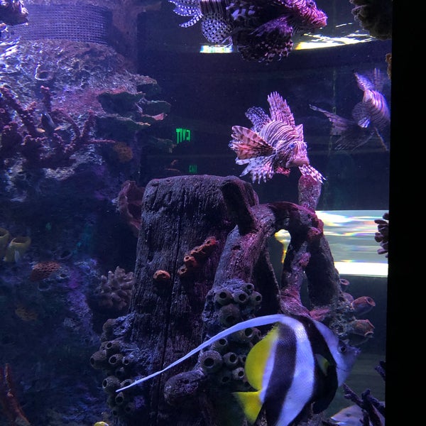 SEA LIFE Michigan Aquarium 12 tips