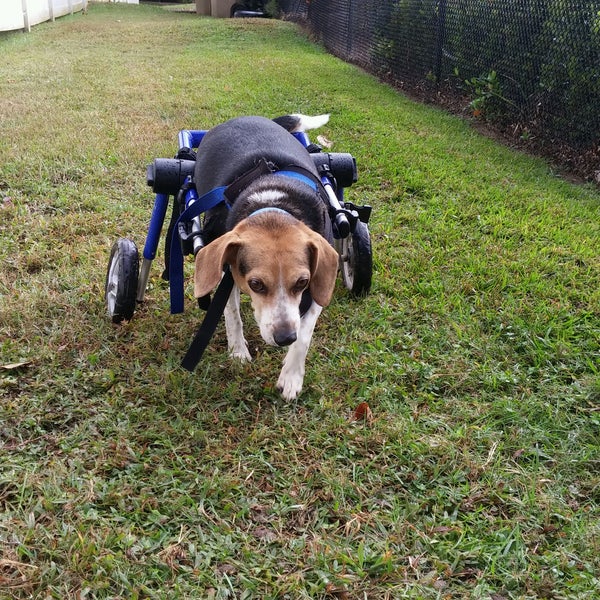 Crabapple Falls Pool 13 visitors