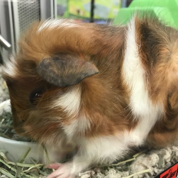 Petco Pet Supplies Store in Glendale