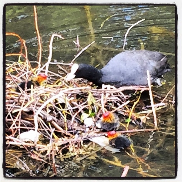 The Rose & Crown St Albans, Hertfordshire