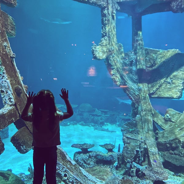 2/21/2020 tarihinde Renata R.ziyaretçi tarafından Shark Reef Aquarium'de çekilen fotoğraf