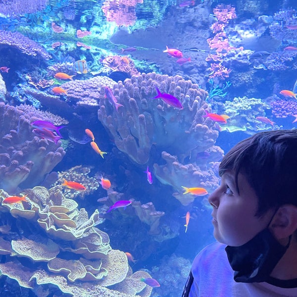 Das Foto wurde bei Aquarium of the Pacific von Pouneh am 7/15/2021 aufgenommen