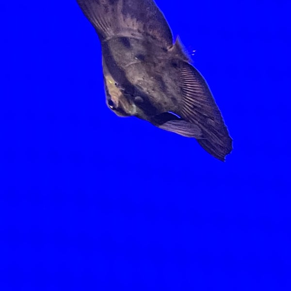 3/29/2022にAbdullahがFuntastic Aquarium İzmirで撮った写真
