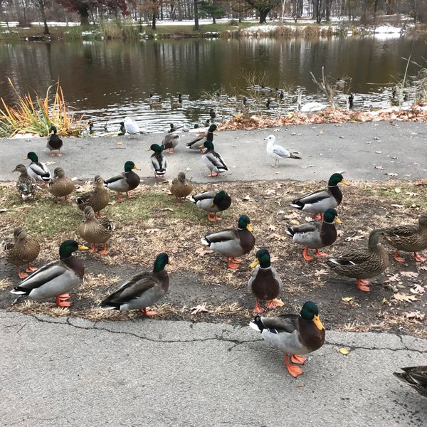 клюв селезня кряквы. утки на зимнем пруду. утка нижний новгород. утка нижний новгород. дорогу утятам памятник в бостоне.