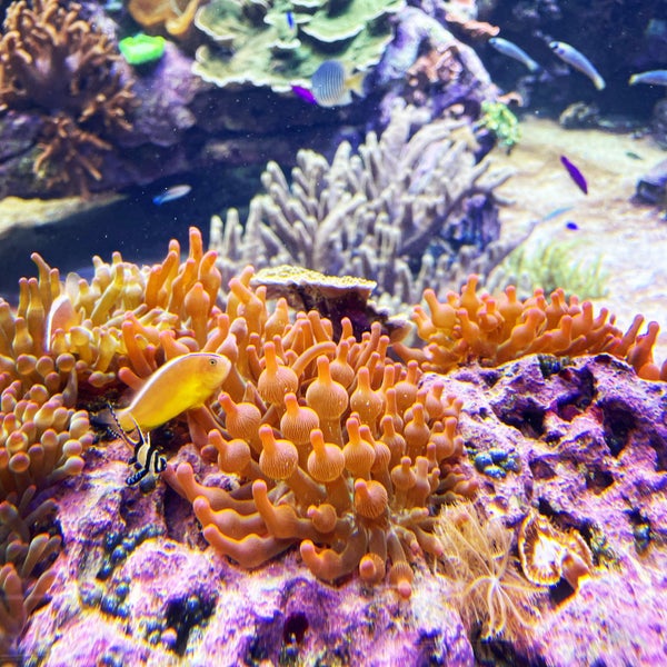 รูปภาพถ่ายที่ Long Island Aquarium &amp; Exhibition Center (Atlantis Marine World) โดย Rita L. เมื่อ 2/21/2022