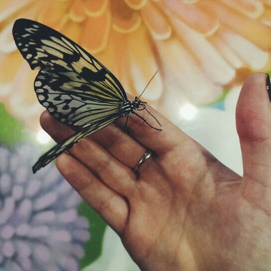 Бабочки дом 2. Бабочки на Арбате. Бабочка дом в котором. Пришли бабочки домой. Работники дома бабочки КРД.