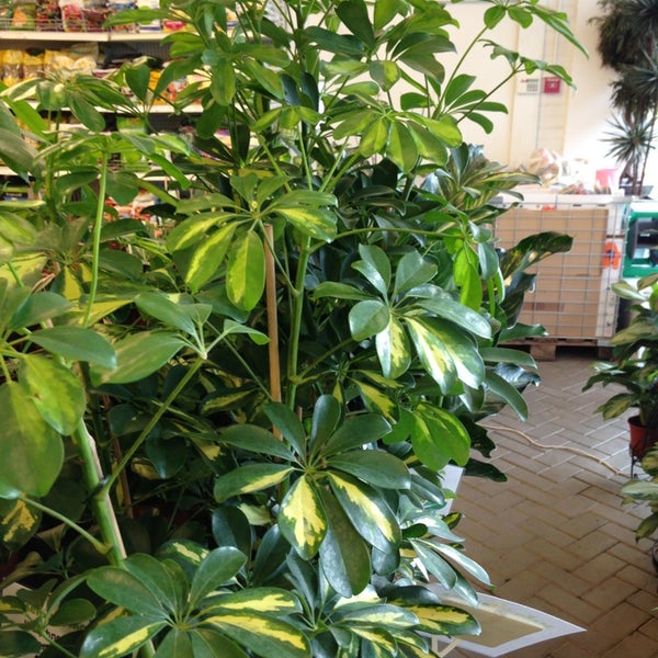 Зеленый молл октябрьская ул 8 фото Зеленый Молл - Flower Store in Колпино
