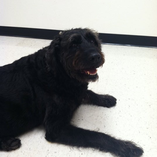 south boston banfield pet hospital