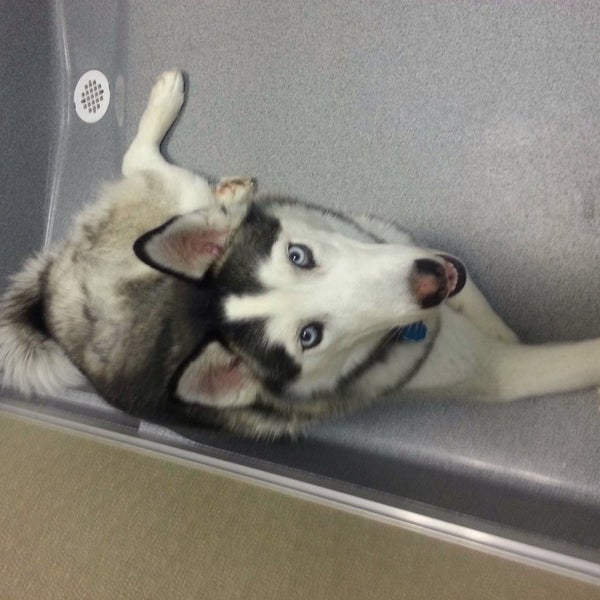 Barks Bed & Biscuit Denville, NJ