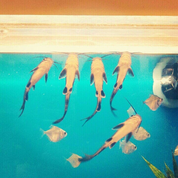 petsmart tarpon bay