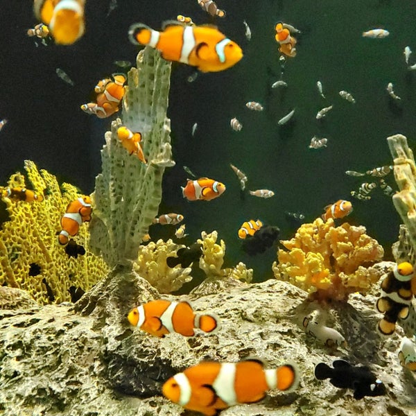 รูปภาพถ่ายที่ OdySea Aquarium โดย Michael D. เมื่อ 2/17/2020