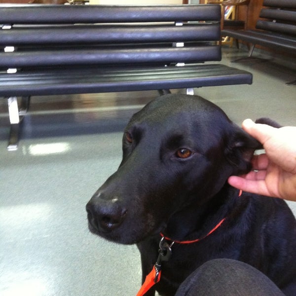 Vca madera pet best sale hospital