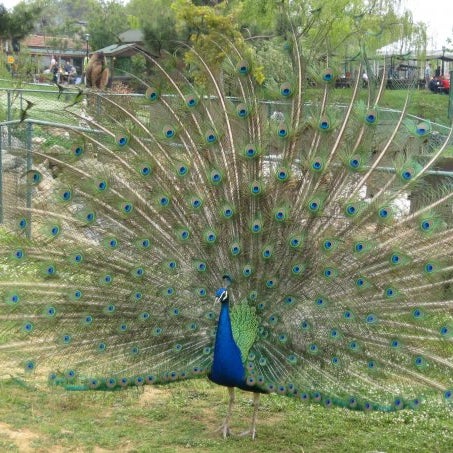 รูปภาพถ่ายที่ Polonezköy Hayvanat Bahçesi ve Doğal Yaşam Parkı โดย Polonezköy Hayvanat Bahçesi ve Doğal Yaşam Parkı เมื่อ 10/16/2013