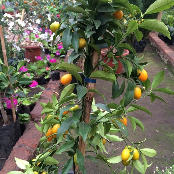 Jardín Español 2 tips