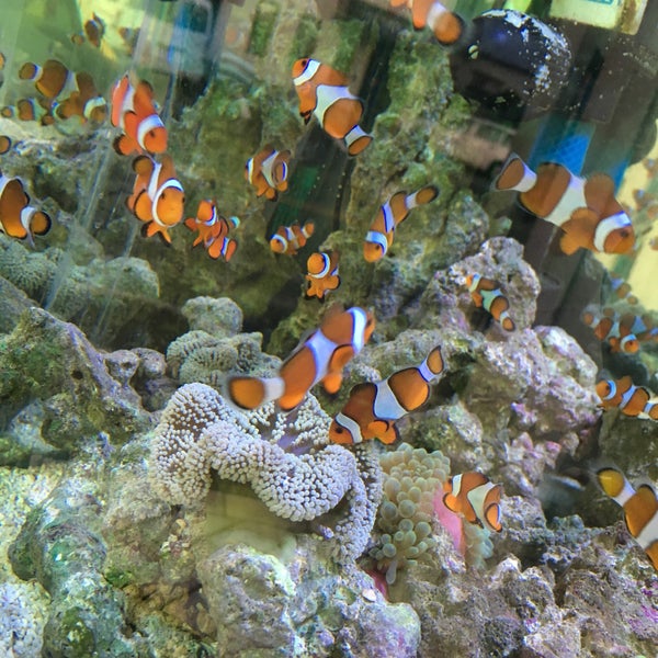 アクアペット小倉 Pet Store In 北九州市 アクアペット小倉 Pet Store In 北九州市