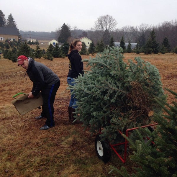 Bears Christmas Tree Farm Farm in Blackstone