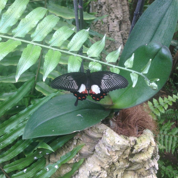 Photo taken at Mariposario de Benalmádena - Benalmadena Butterfly Park by Robert S. on 5/14/2017