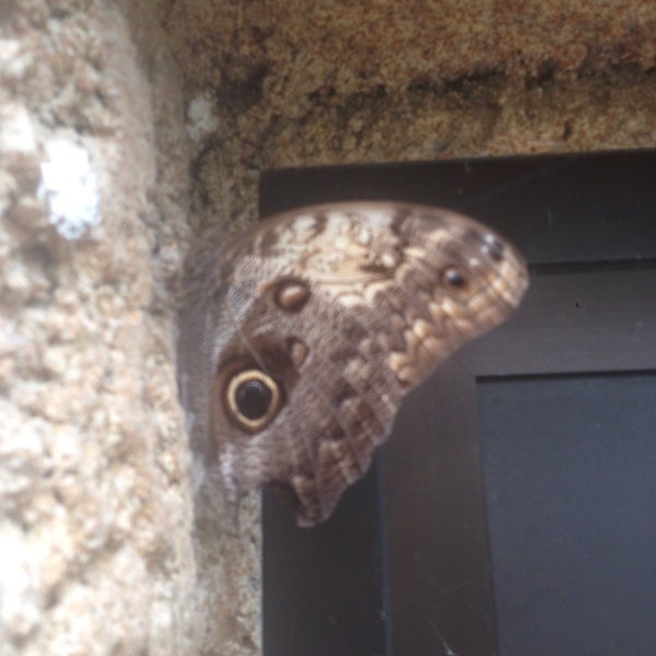 รูปภาพถ่ายที่ Mariposario de Benalmádena - Benalmadena Butterfly Park โดย Robert S. เมื่อ 5/14/2017
