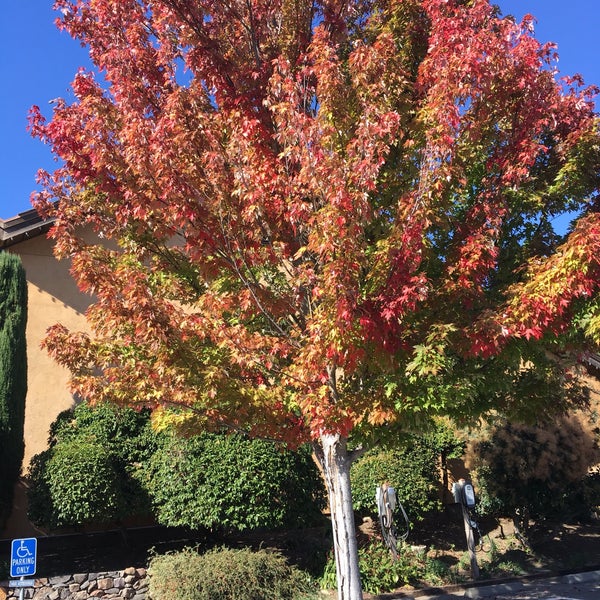 The trees in the parking lot turn gorgeous fall shades.