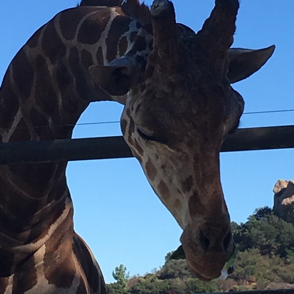 So many fun animals to see and beautiful scenery! Stanley the giraffe is fun to feed and pet.