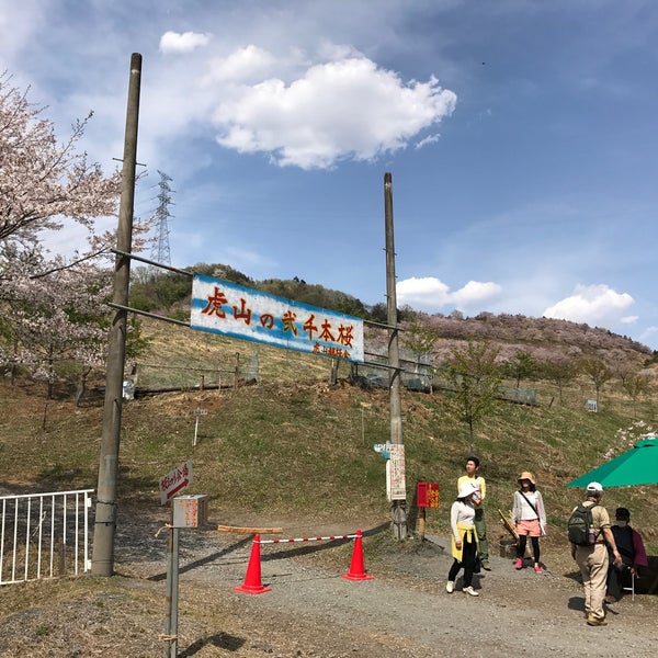 虎山の千本桜 Other Great Outdoors 虎山の千本桜 Other Great Outdoors