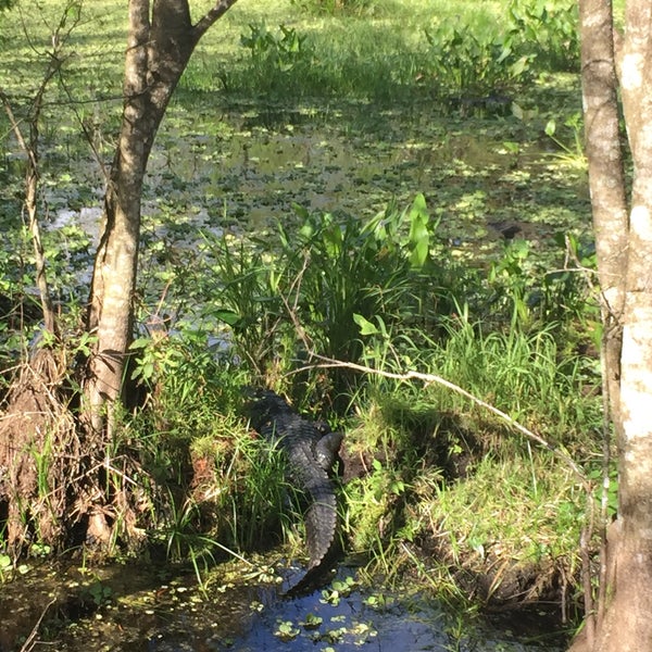 Photo taken at Audubon&#39;s Corkscrew Swamp Sanctuary by Vee B. on 3/6/2018