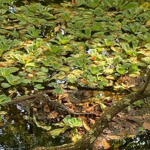 Photo taken at Audubon&#39;s Corkscrew Swamp Sanctuary by Vee B. on 9/8/2019