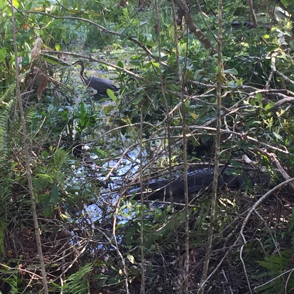 3/6/2018에 Vee B.님이 Audubon&#39;s Corkscrew Swamp Sanctuary에서 찍은 사진