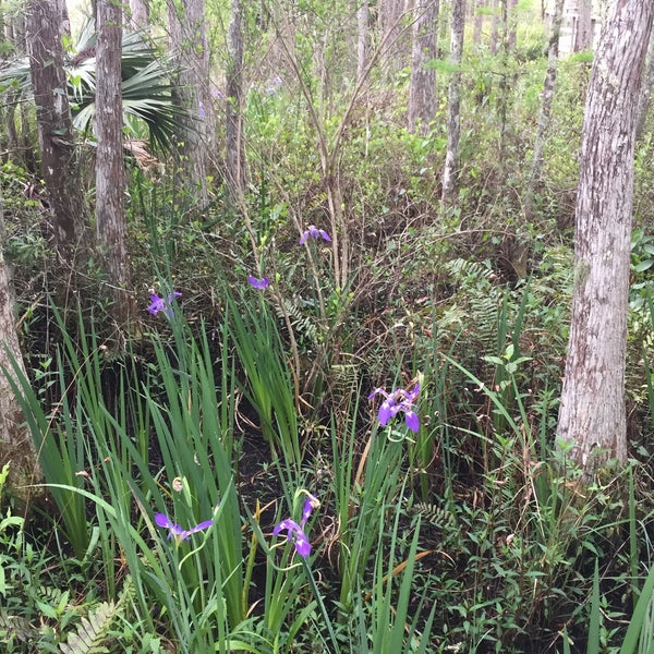 4/3/2016에 Vee B.님이 Audubon&#39;s Corkscrew Swamp Sanctuary에서 찍은 사진
