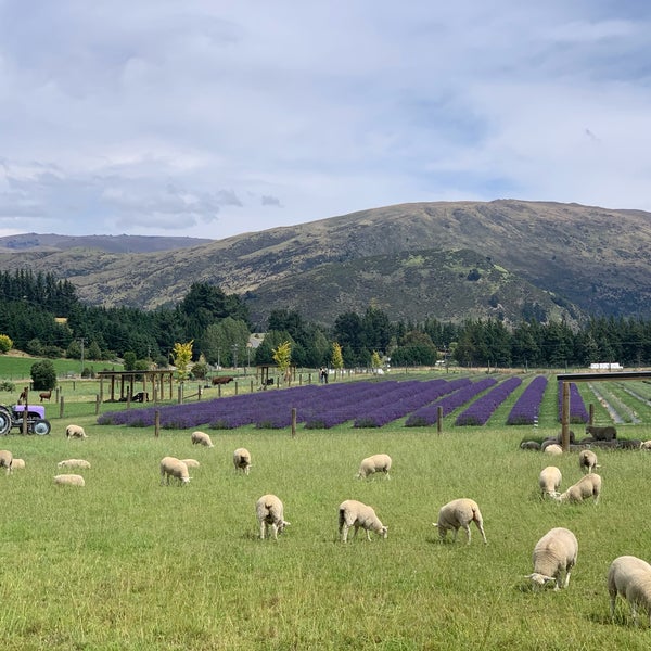 Like Willy Wonka meets a lavender farm, a must visit you wouldn't expect.