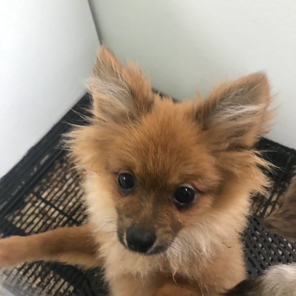 The puppy experience discount