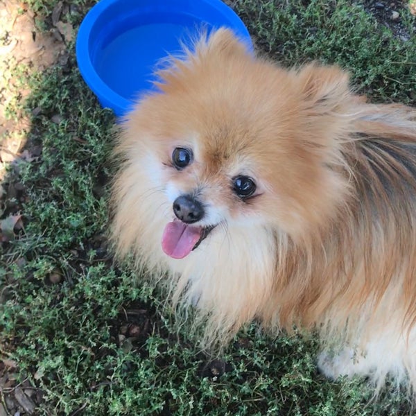 Cherry Ave Dog Park 4 tips from 110 visitors